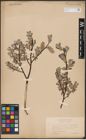 Foto von Salix aurita L. x Salix lapponum L.